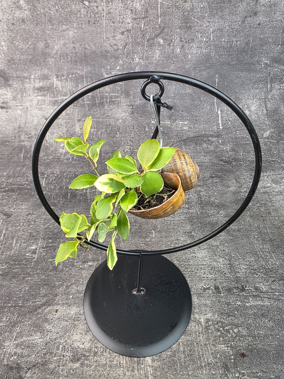 Hoya ve šnečí ulitě a černém kulatém stojanu Hoya heuschkeliana variegata (3)