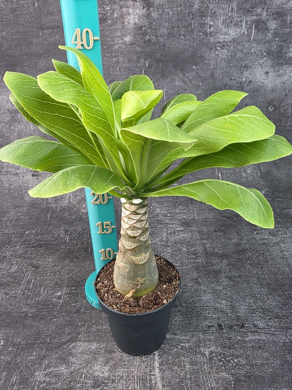 Brighamia insignis 12 cm