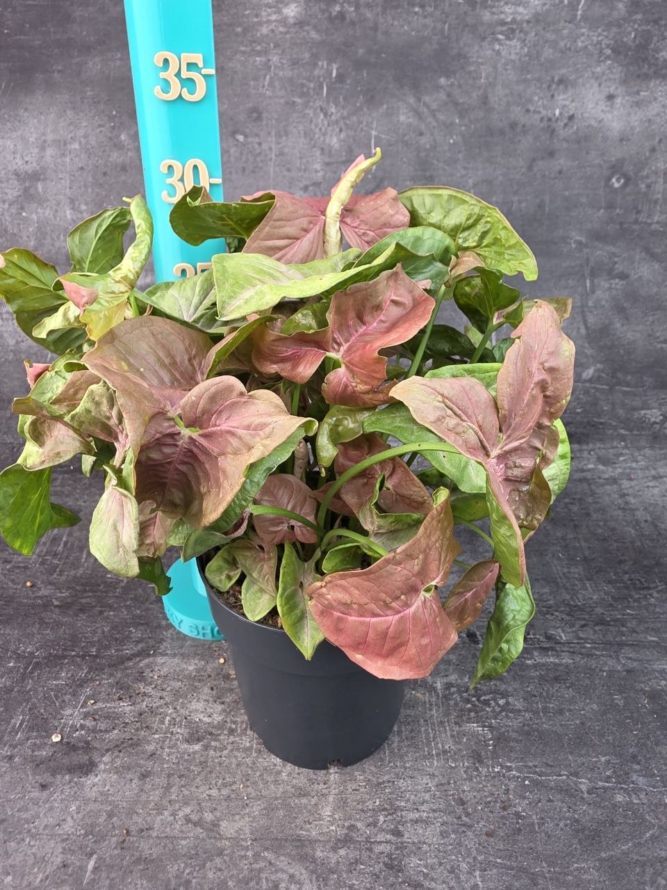 Syngonium Red Heart 14 cm