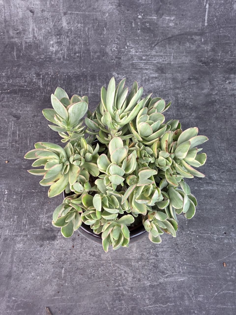 Crassula Swaziensis variegata 12 cm