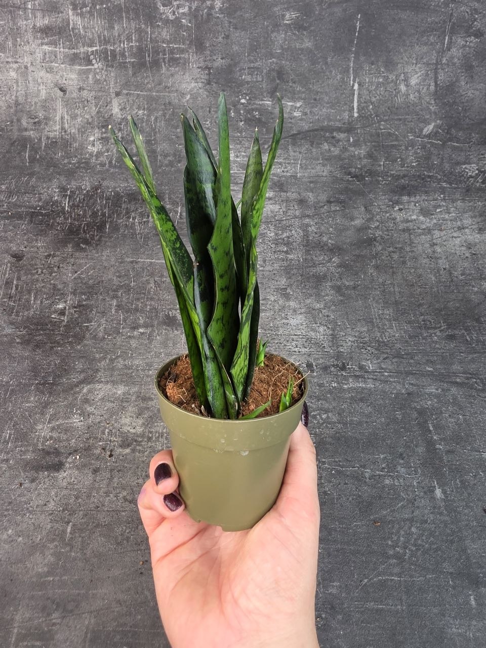 Sansevieria zeylanica ‘Fan’ pankáč 9 cm