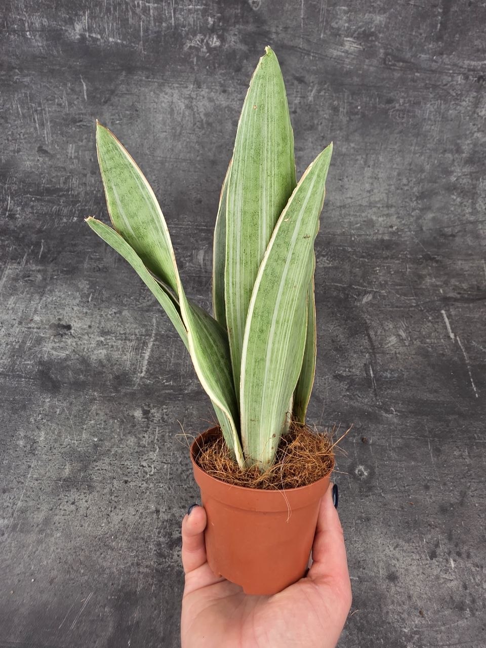 Sansevieria Metallica