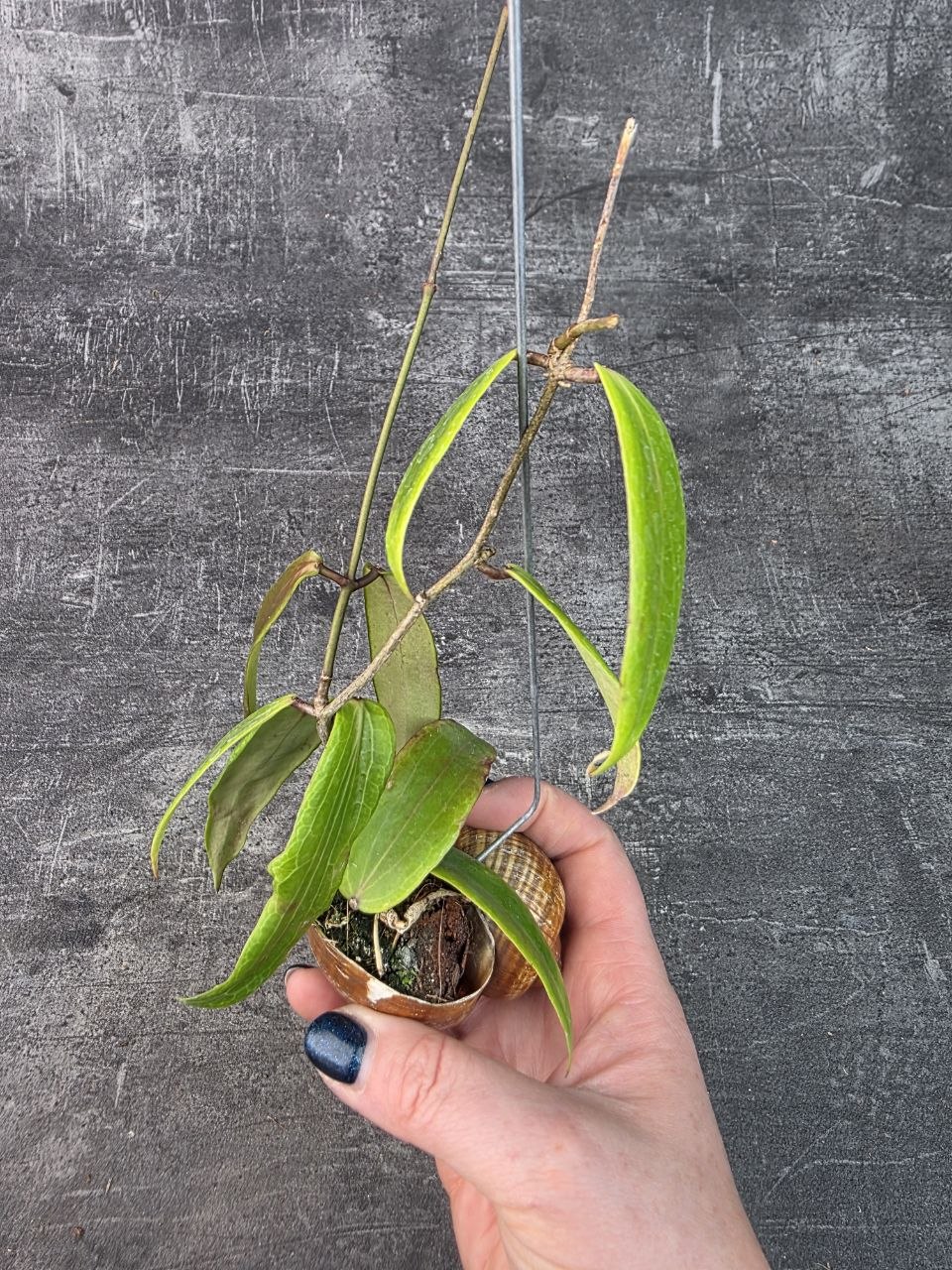 Hoya ve šnečí ulitě kentiana 6