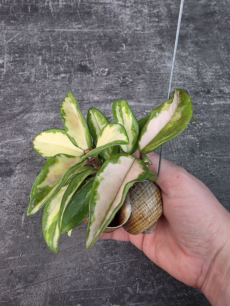 Hoya ve šnečí ulitě Carnosa Tricolor 7