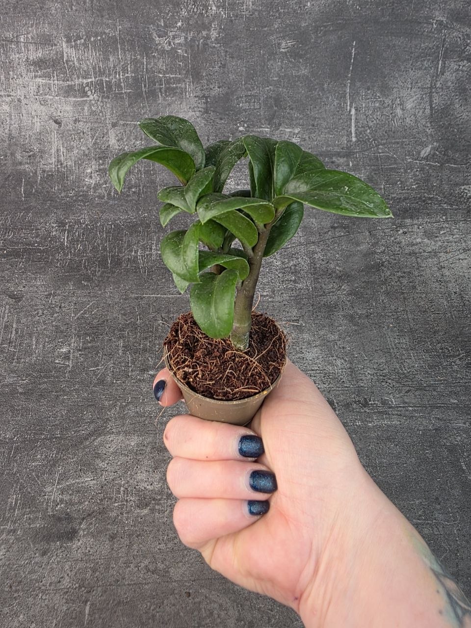 Zamioculcas Zamiifolia Zenzi mini