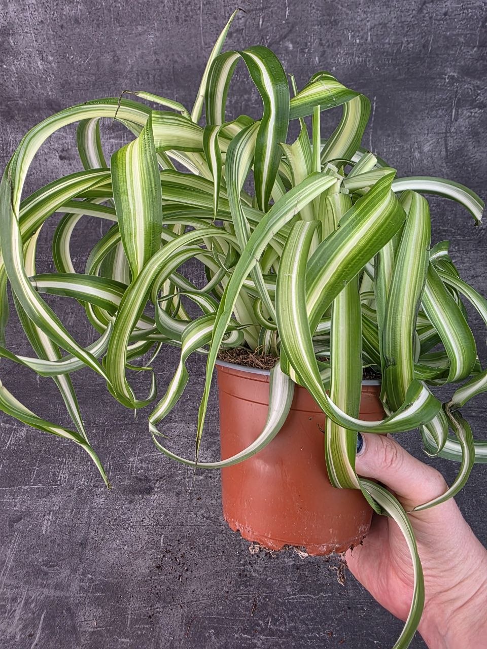 Chlorophytum Bonnie variata kroucené 12 cm