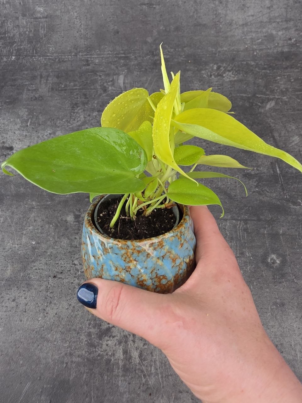 Epipremnum Pinnatum Golden Pothos mini