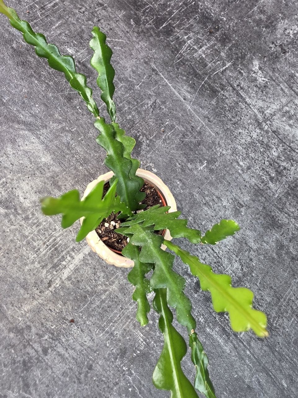 Epiphyllum Anguliger mini