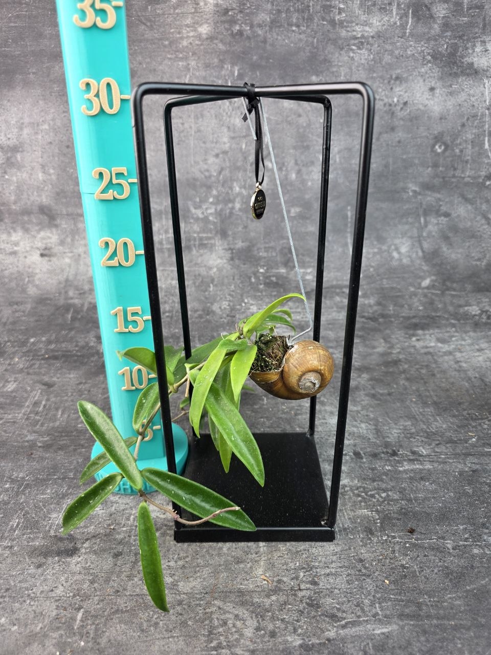 Hoya ve šnečí ulitě a černém čtveratém stojanu Hoya Longifolia (6)