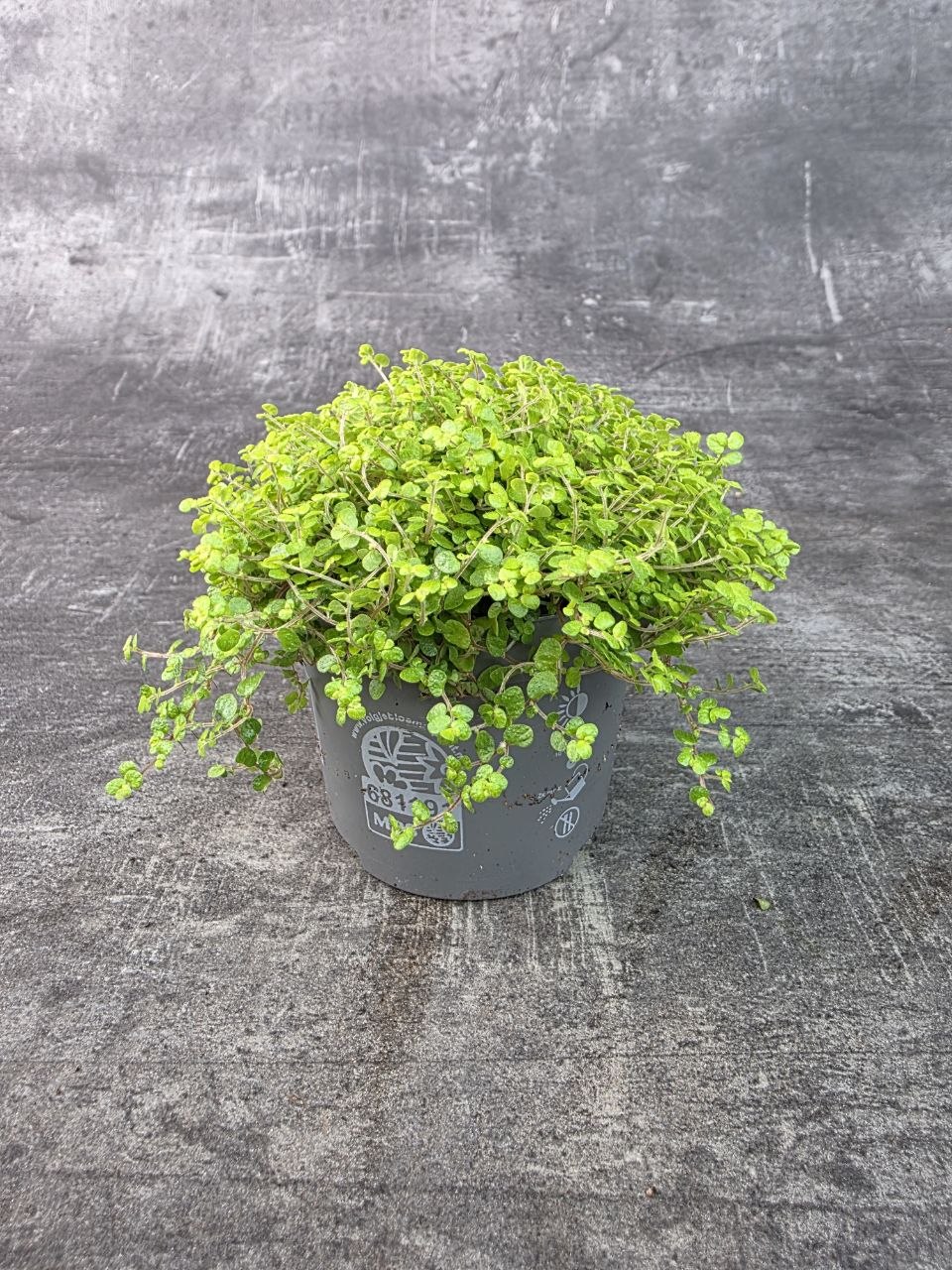 Soleirolia soleirolii světlá 11 cm