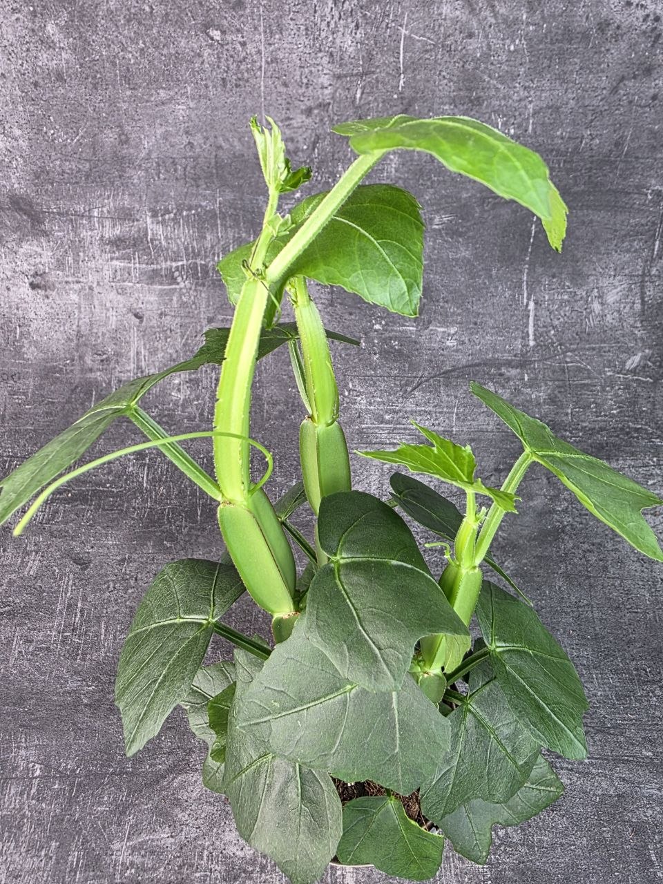  Cissus Quadrangularis 12 cm