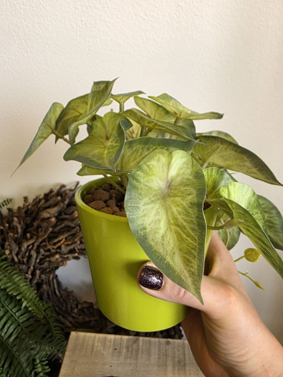 Imitace pokojová rostlina syngonium
