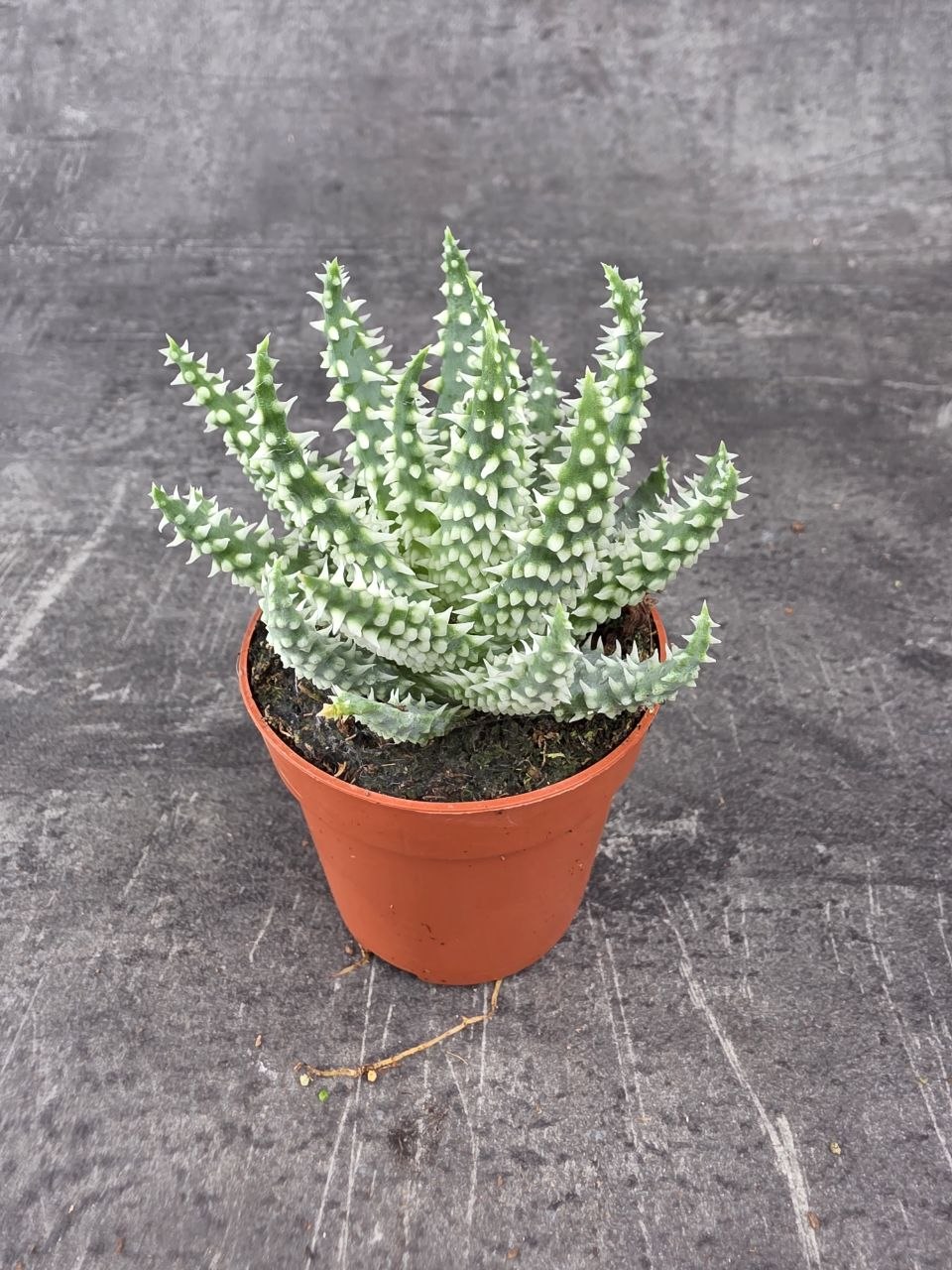 Aloe Humilis Shark mini