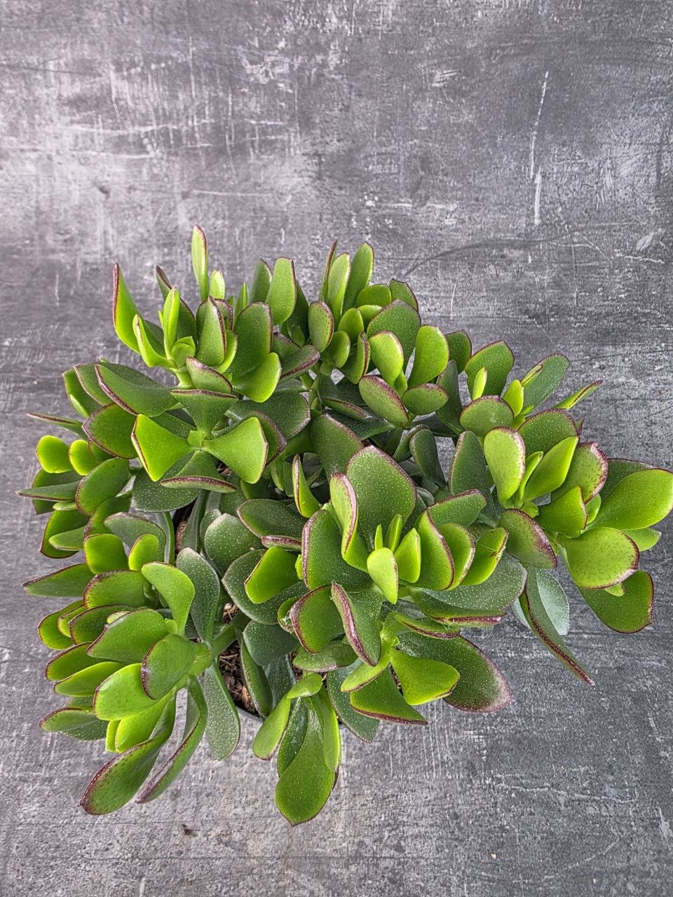 Crassula  Ovata Sunset 17 cm