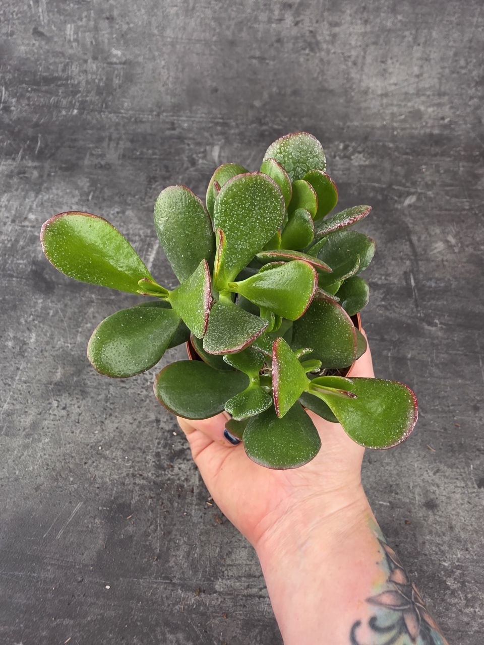 Crassula ovata ‘Sunset’