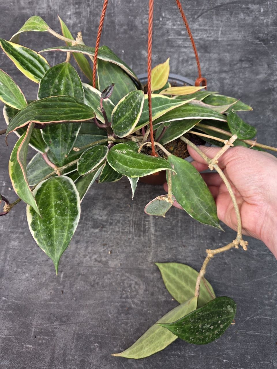 Hoya Albomarginata závěs