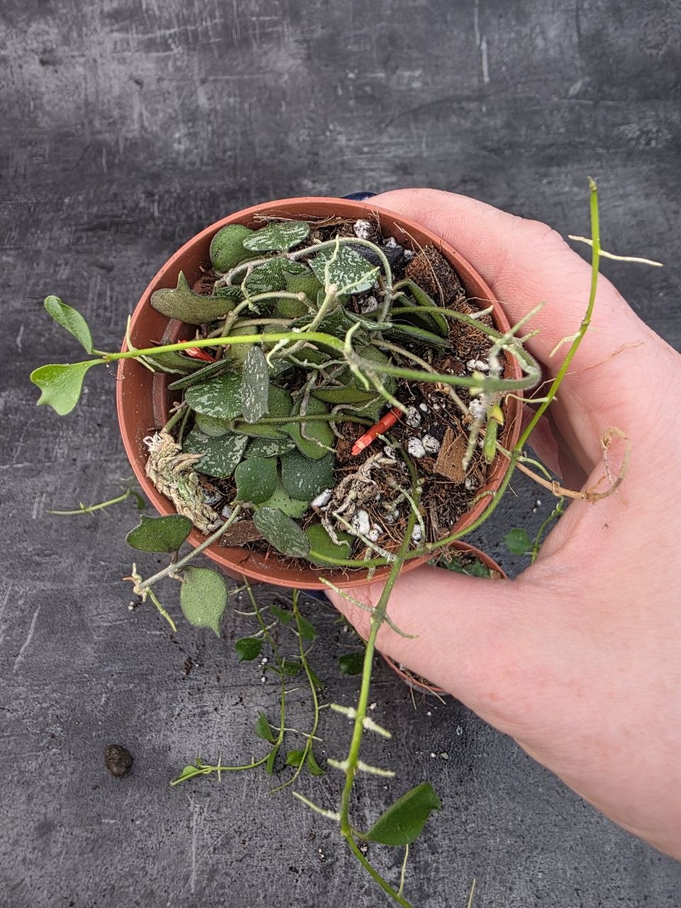 Pěstírna KYTKYshop Hoya Curtisii