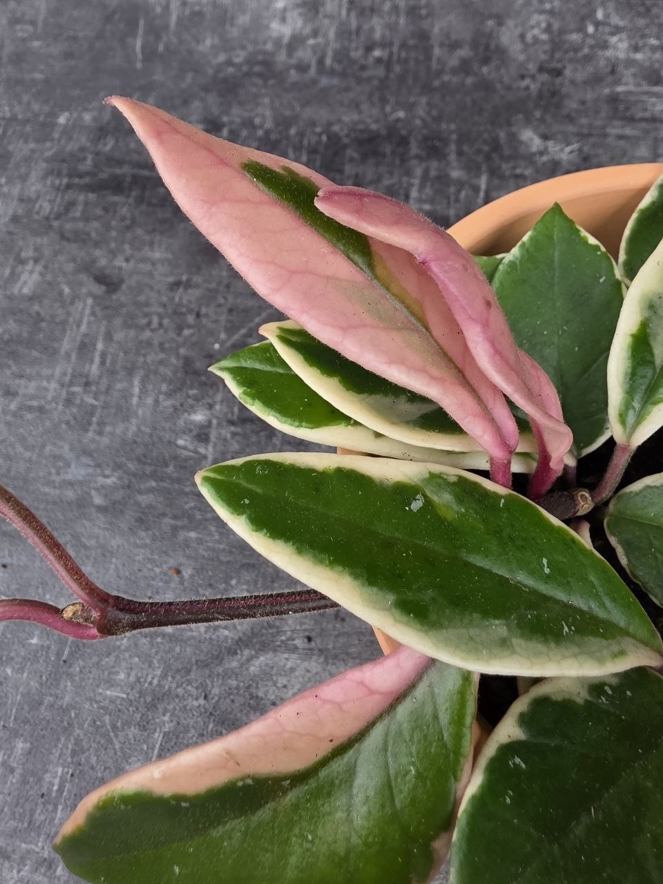 Hoya Flamingo Dream 12 cm