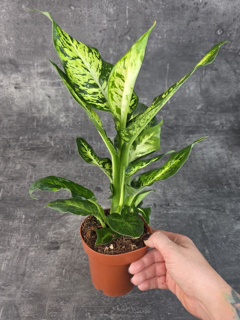 Dieffenbachia Sublime 12 cm