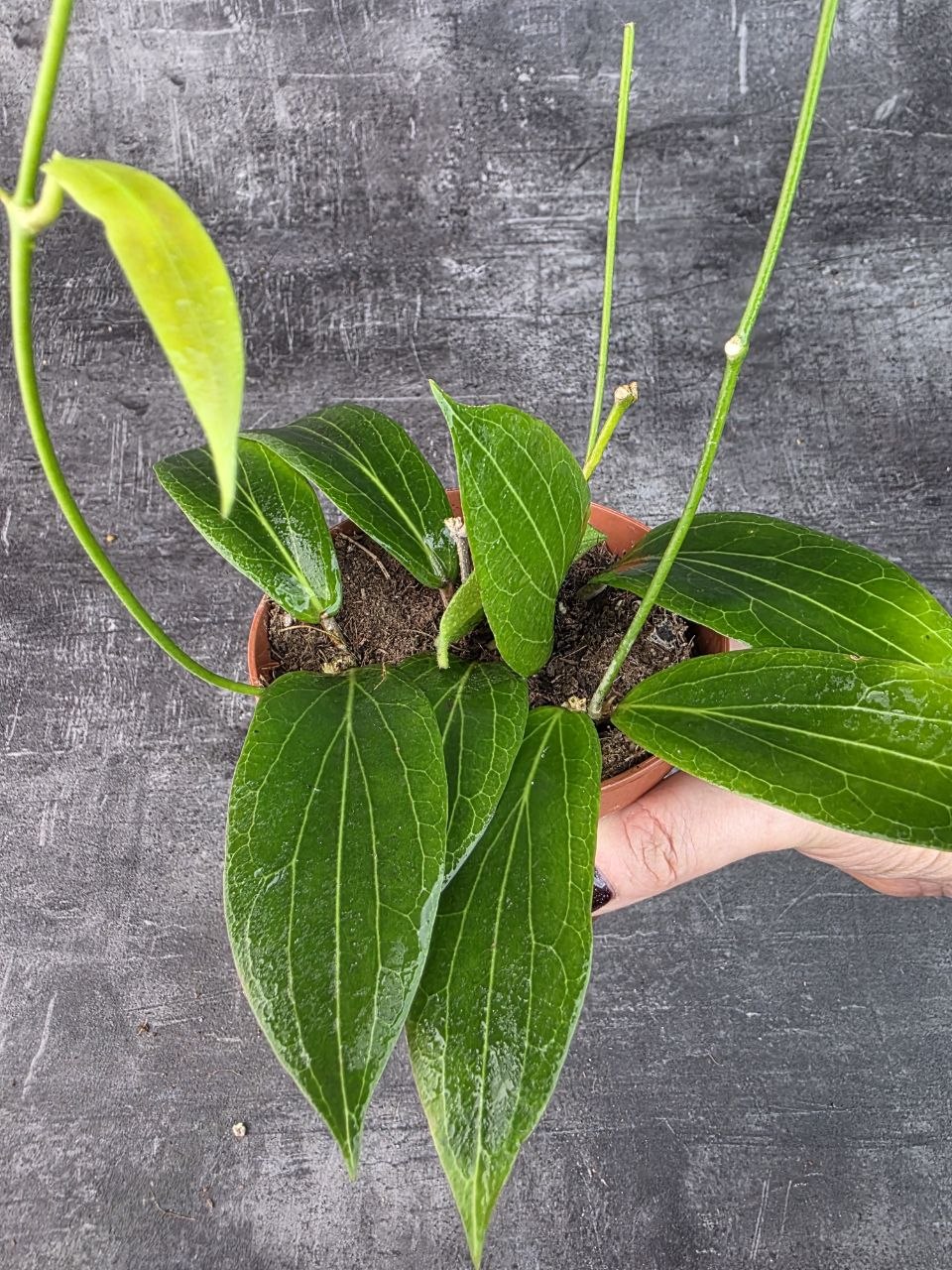 Hoya Soligamiana 12 cm