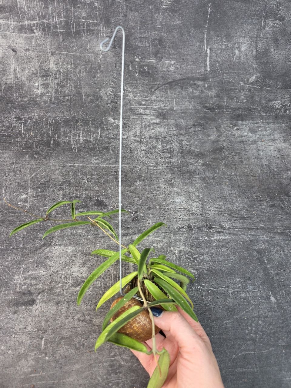 Hoya ve šnečí ulitě Longifolia 1