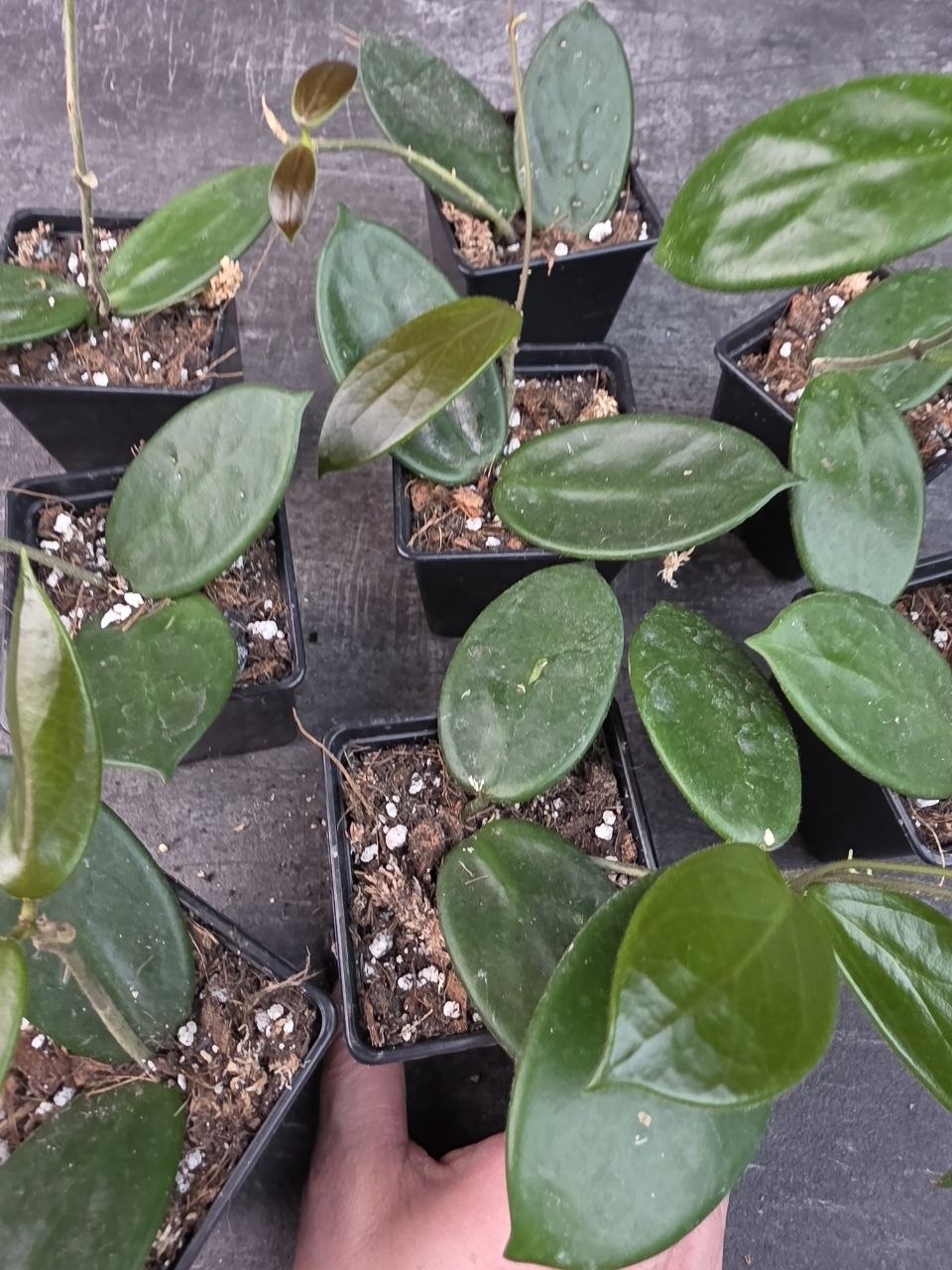 Pěstírna KYTKYshop Hoya Vangviengiensis