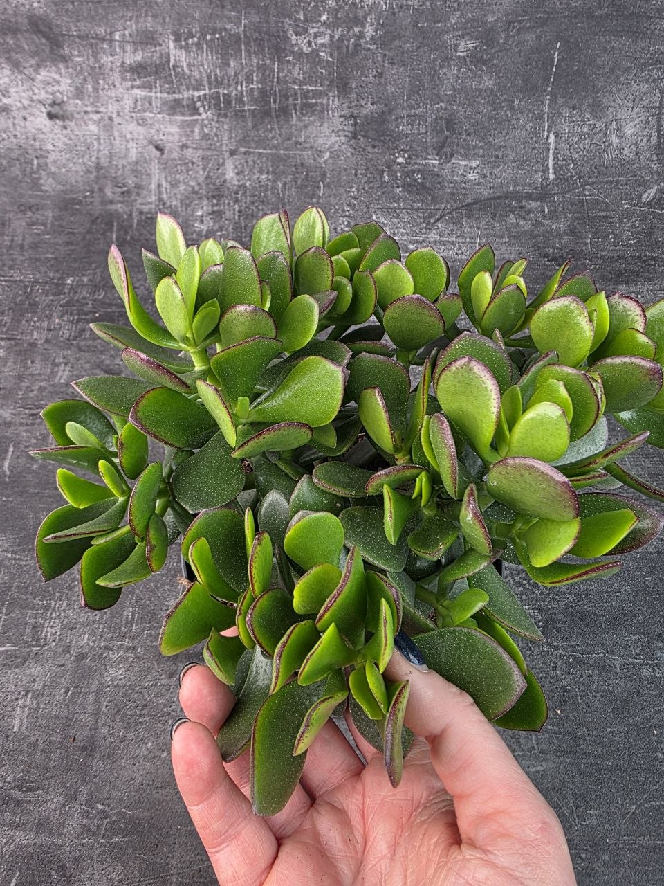 Crassula  Ovata Sunset 17 cm