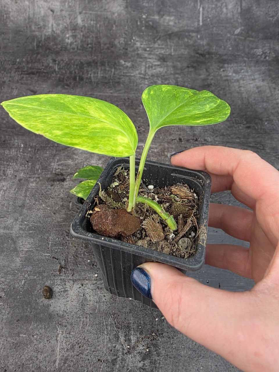 Pěstírna KYTKYshop Epipremnum Hicolor