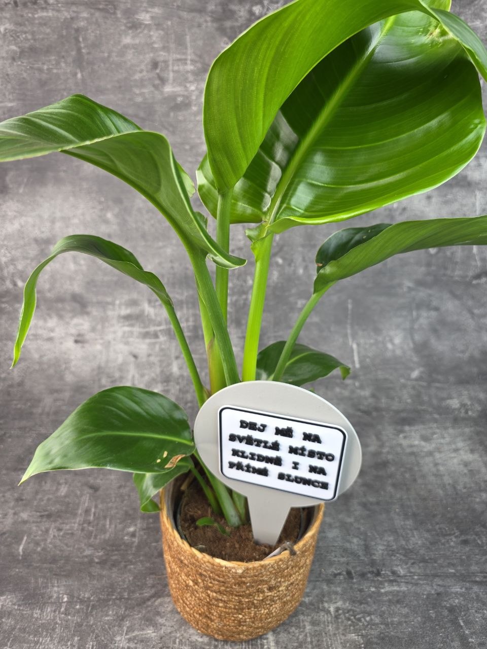 Strelitzia Nicolai 14 cm
