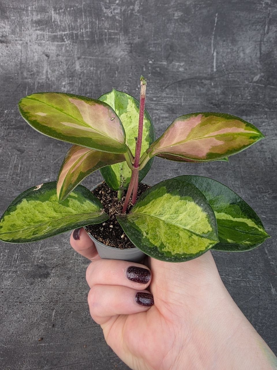Hoya Australis Trikolor mini