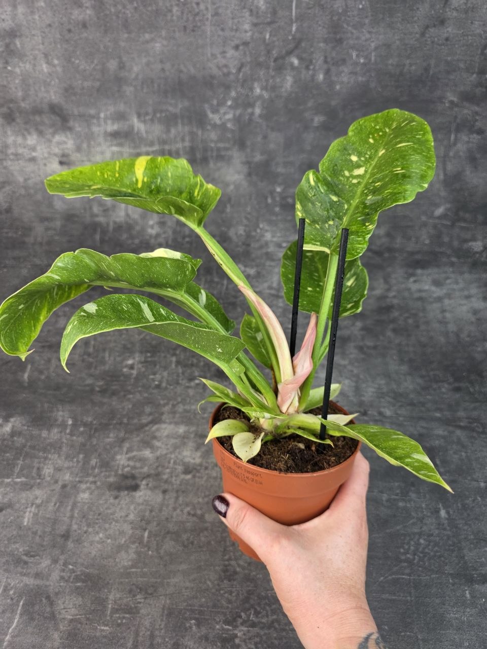 Philodendron Ring Of Fire 12 cm