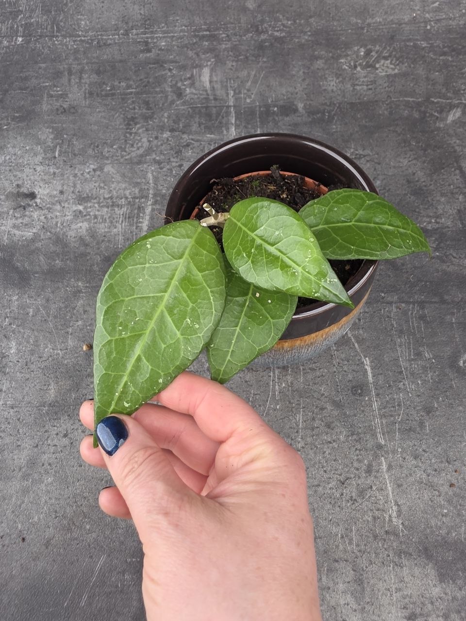 Hoya Verticillata