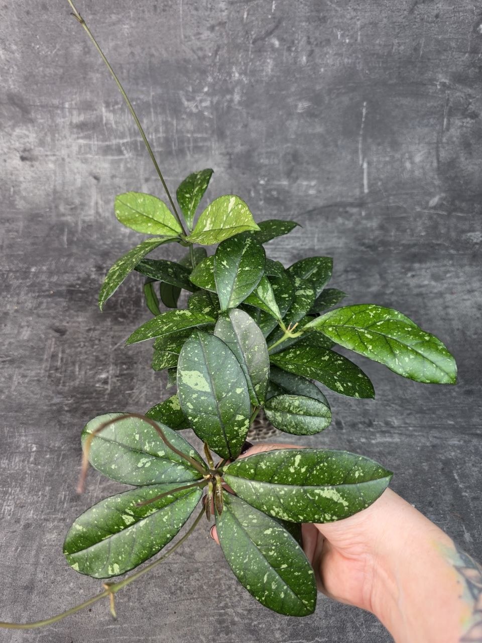 Hoya crassipetiolata ‘Splash’ 11 cm