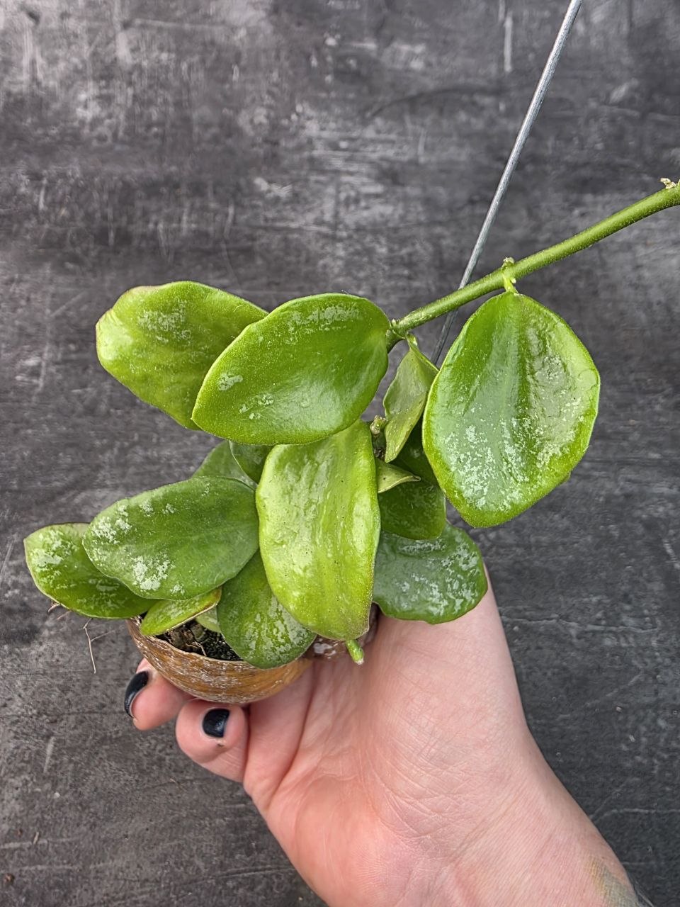 Hoya ve šnečí ulitě obovata splash 4