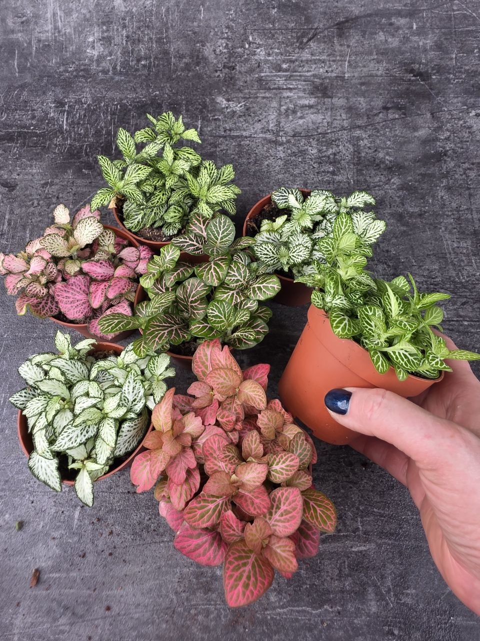 Fittonia výběr z více barev 8,5 cm