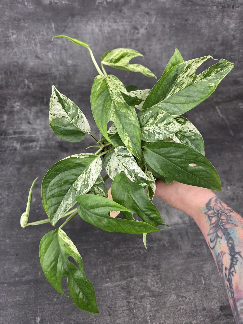 Epipremnum Marble King