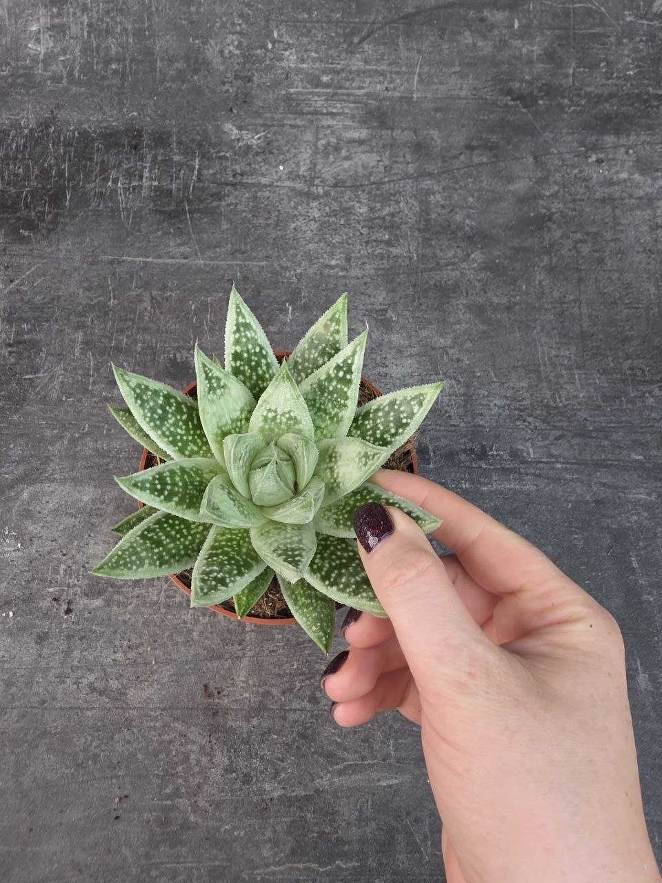 Gasteraloe Snow Rock 12 cm