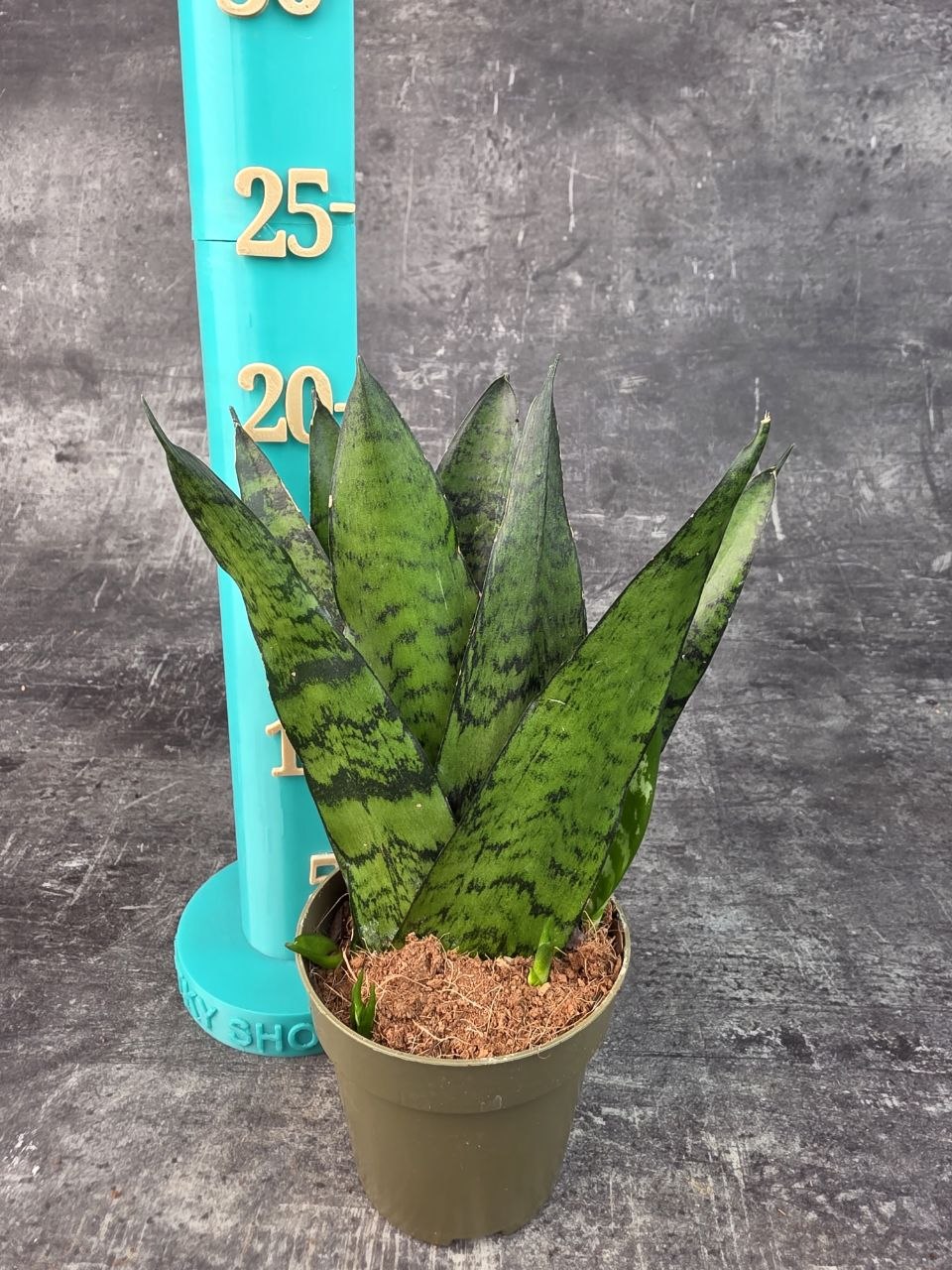 Sansevieria zeylanica ‘Fan’ pankáč 9 cm