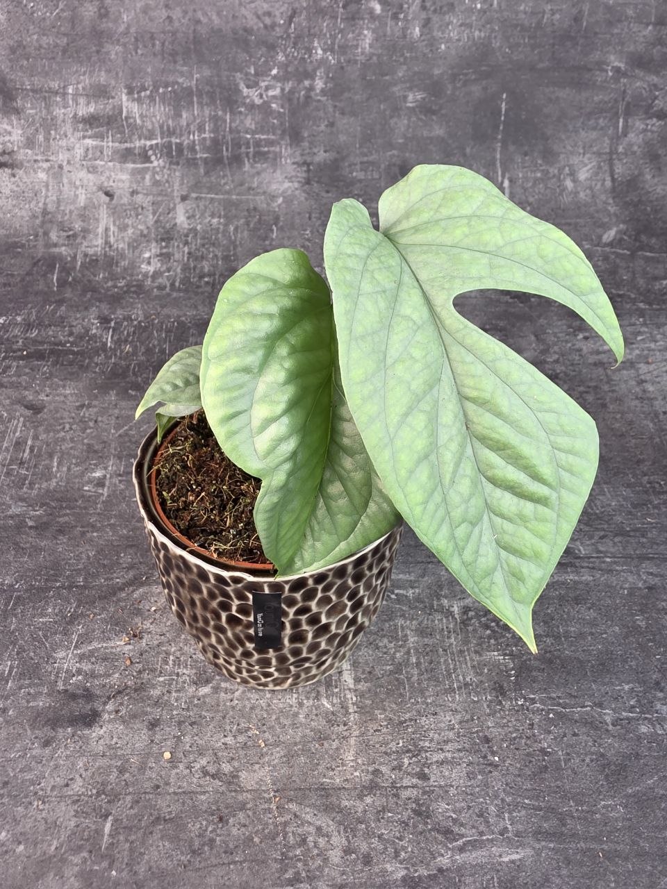 Monstera Amydrium 12 cm