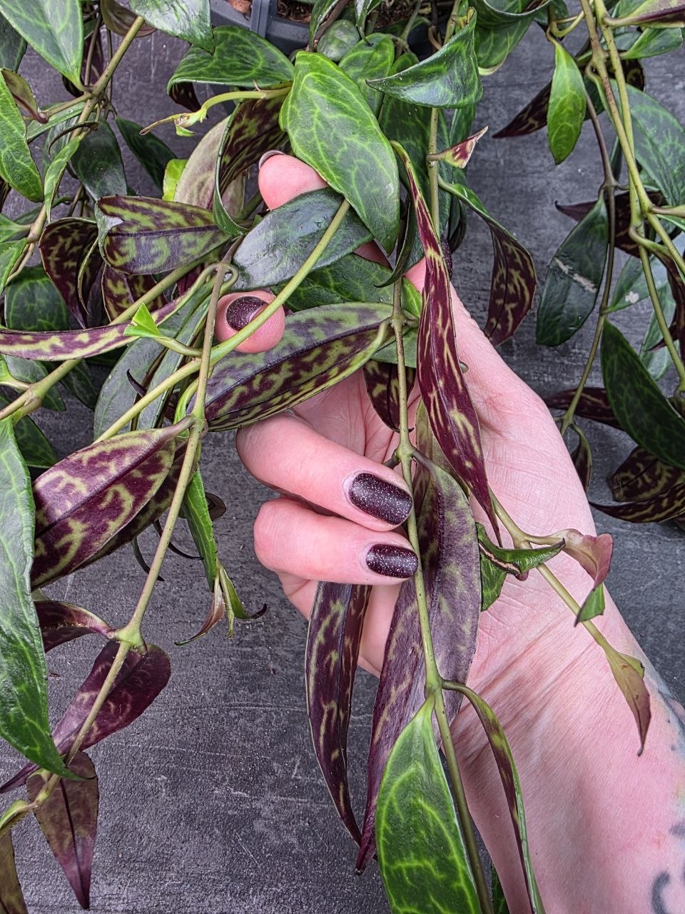 Aeschynanthus Marmoratus 14 cm