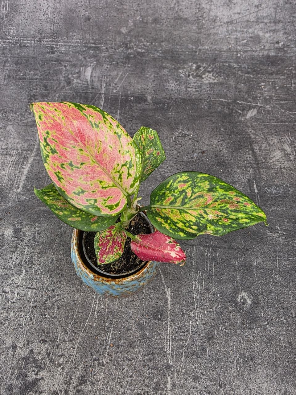 Aglaonema Lucky Red mini