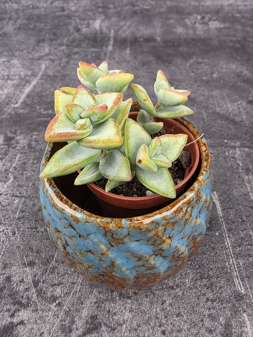 Crassula perforata mini
