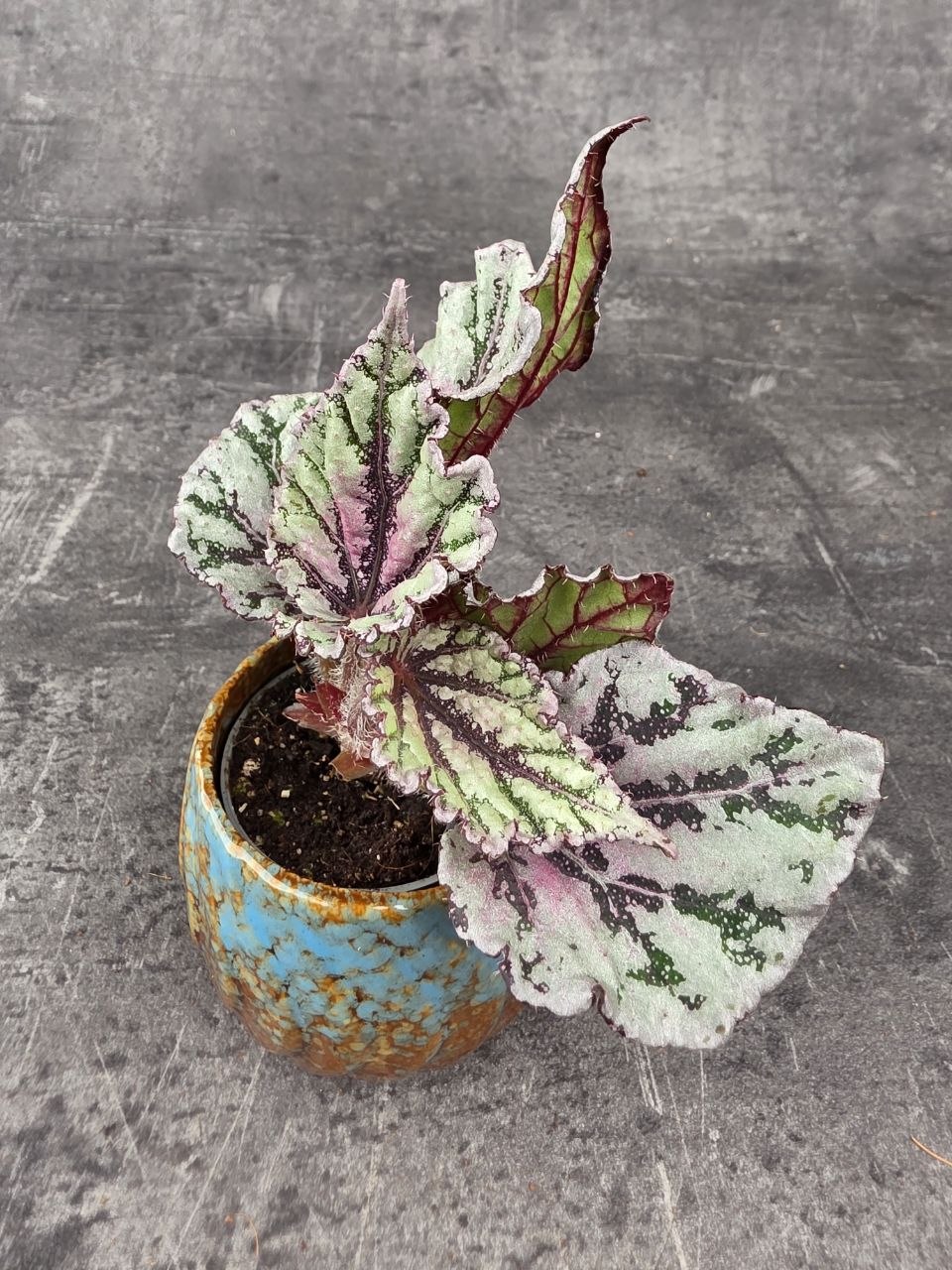 Begonia Spirit of Bali mini