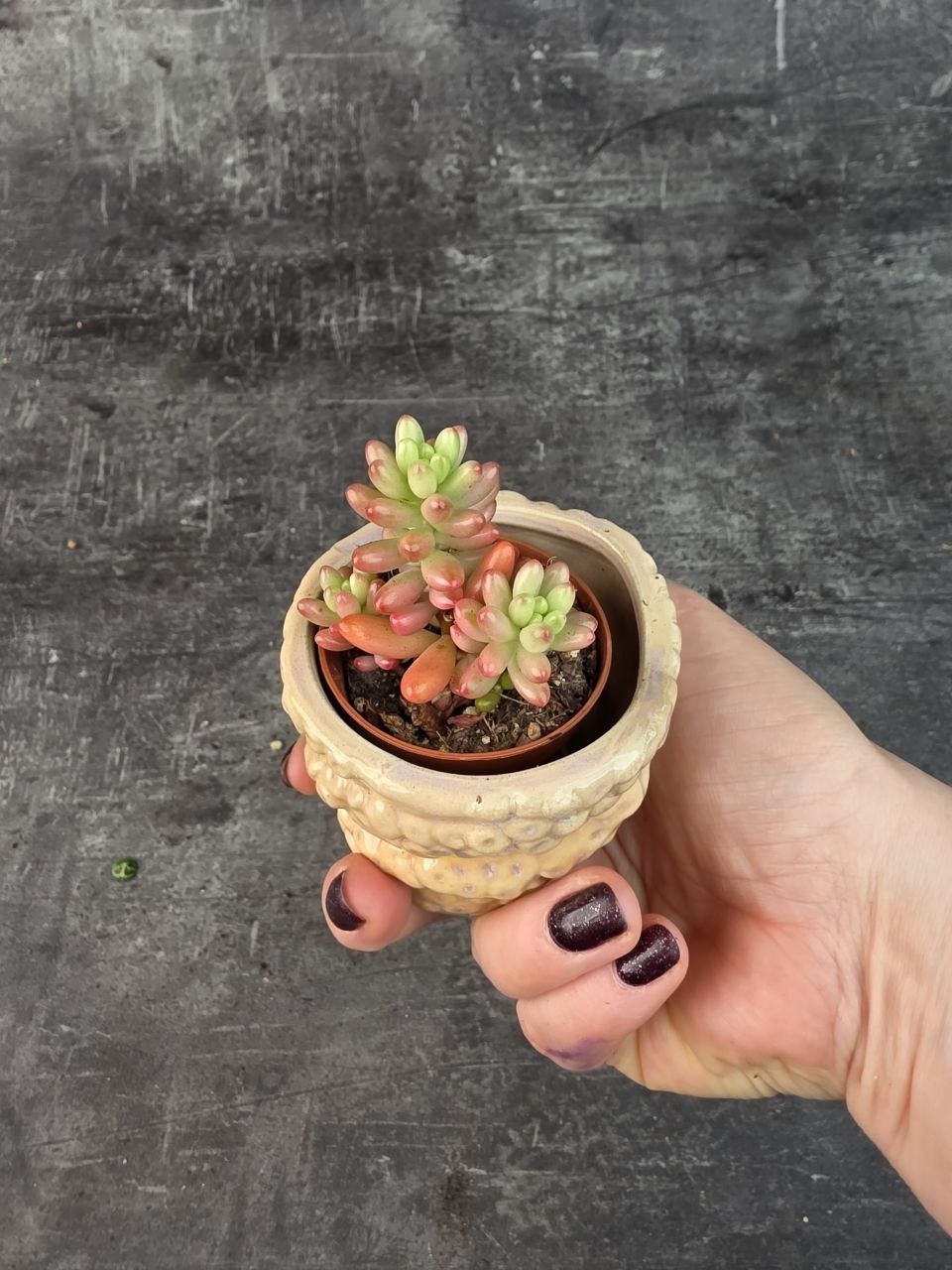 Sedum Rubrotinctum Aurora mini