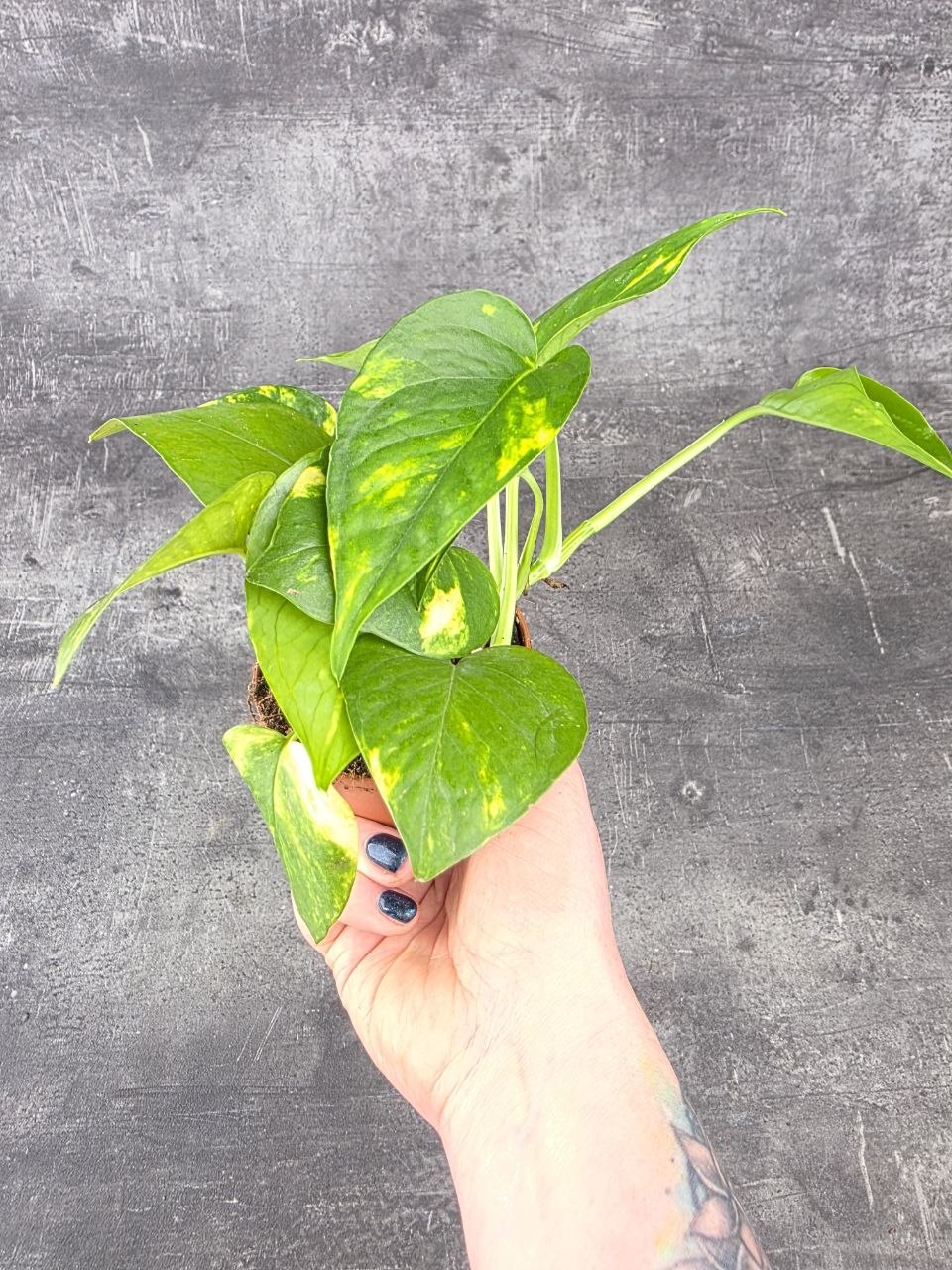 Epipremnum Auerum 8,5 cm
