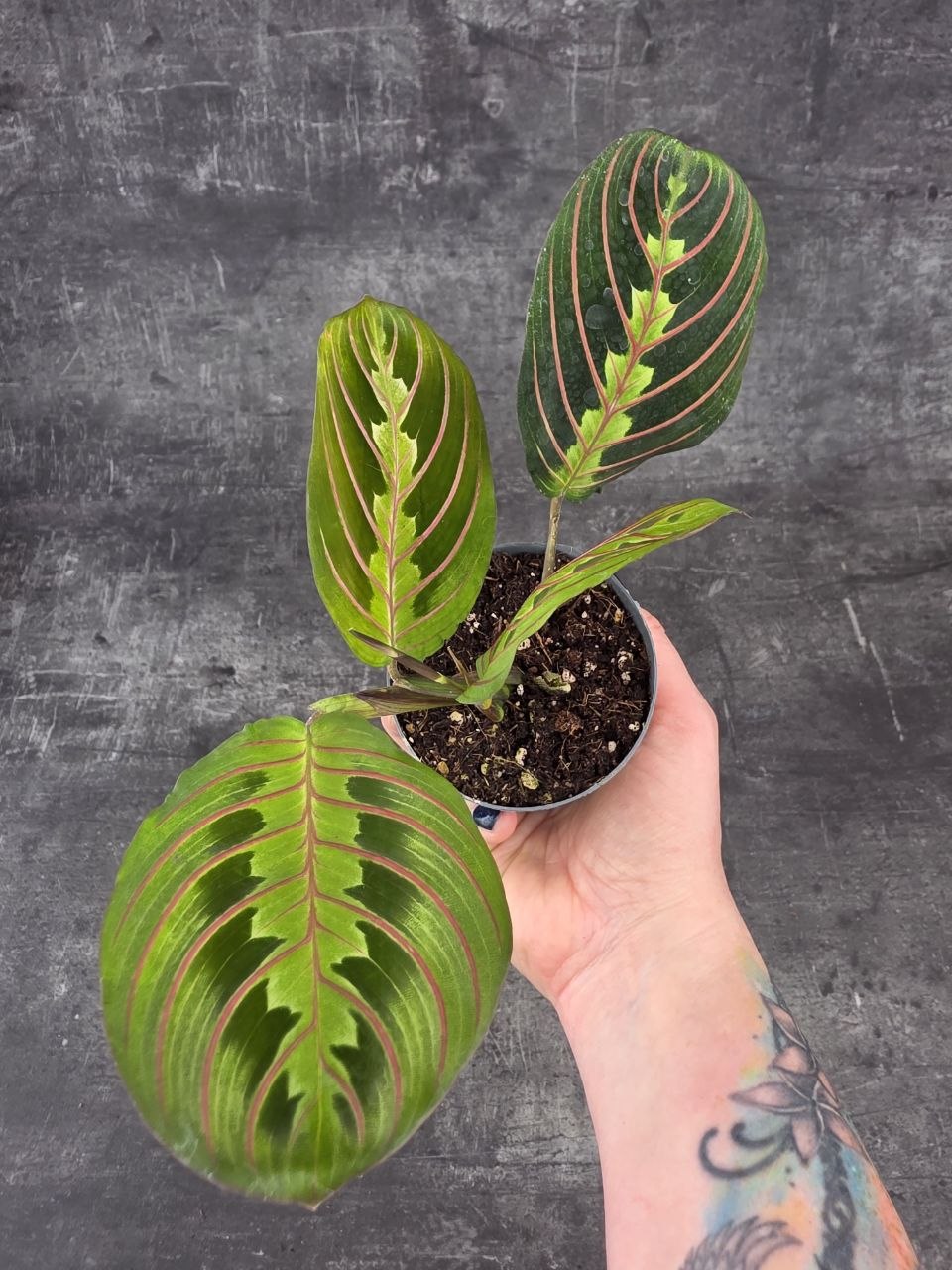 Marantha Leuconeura Fascinator mini