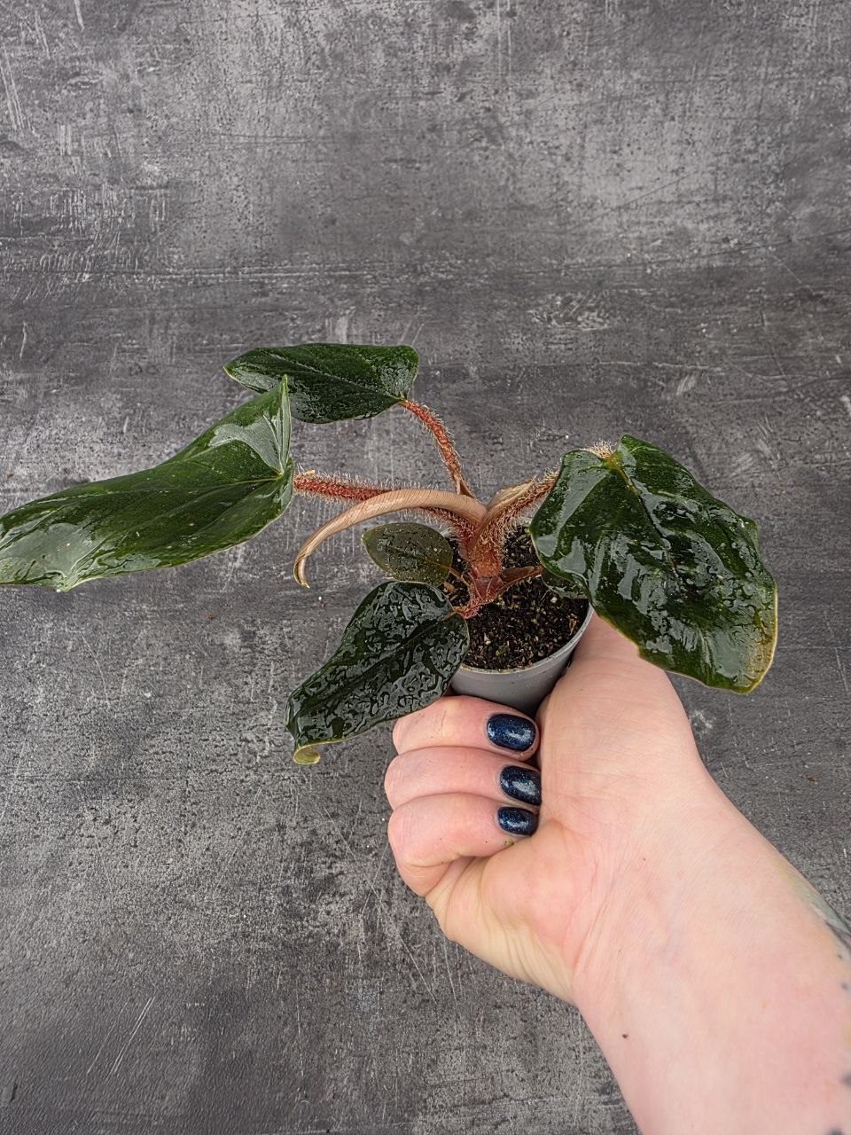 Philodendron Squamiferim
