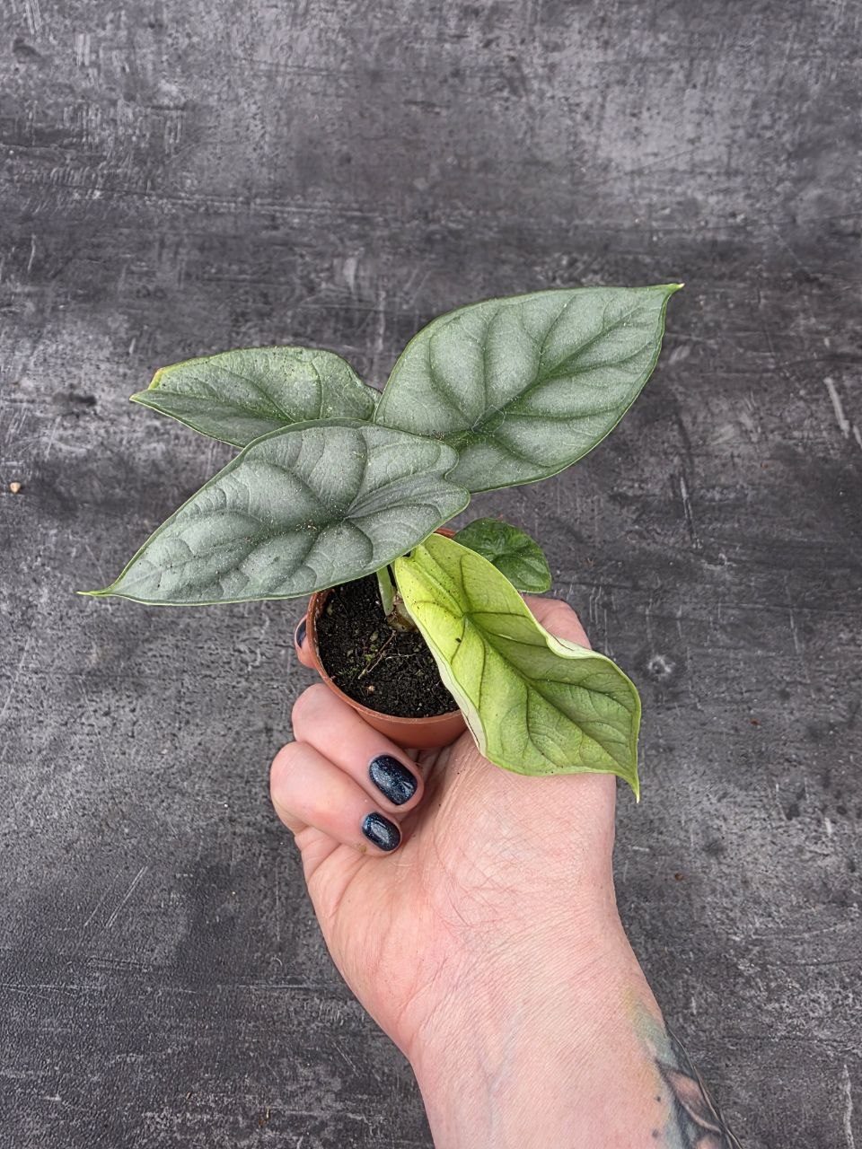 Alocasia Silver Dragon mini