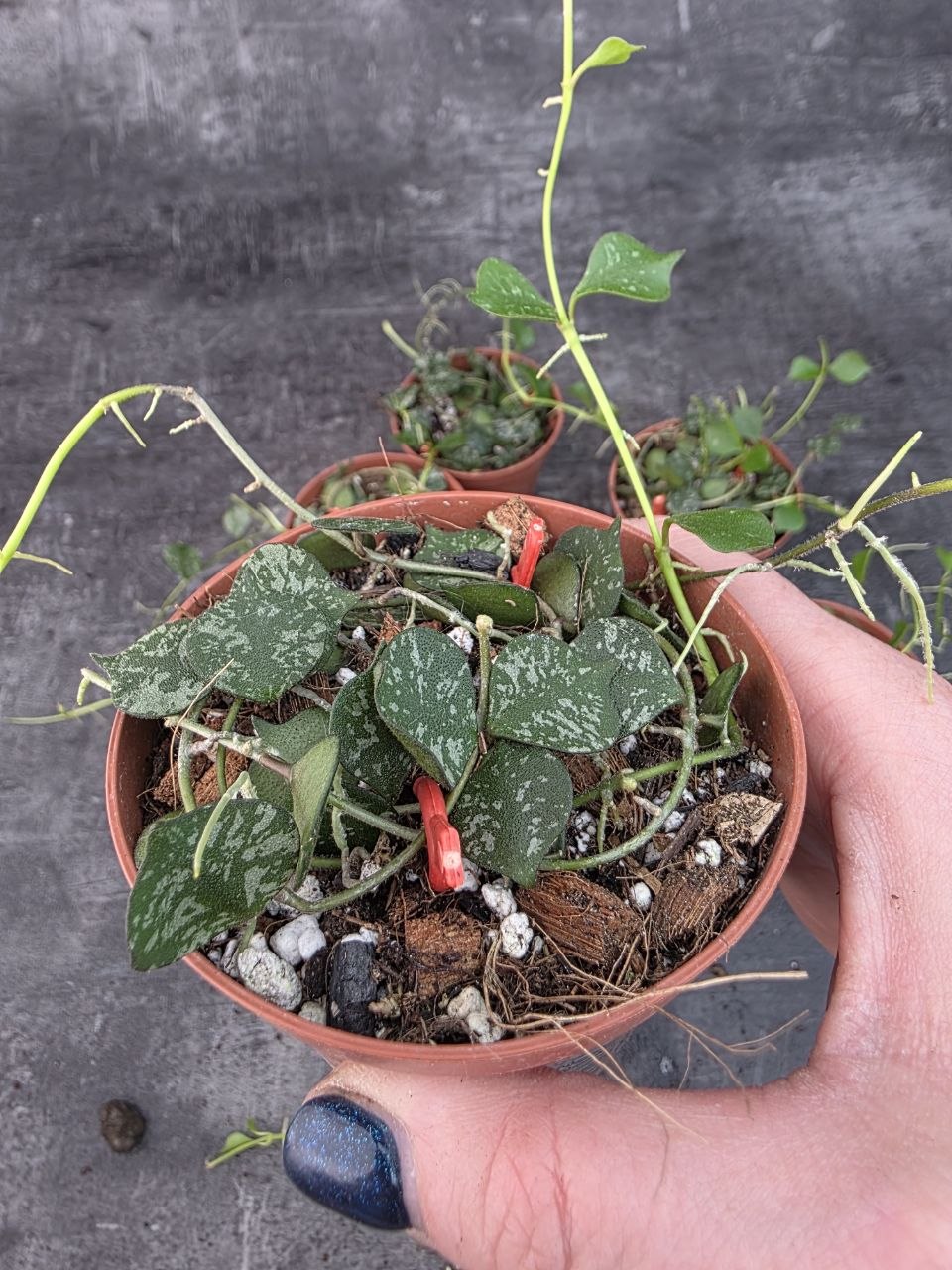 Pěstírna KYTKYshop Hoya Curtisii