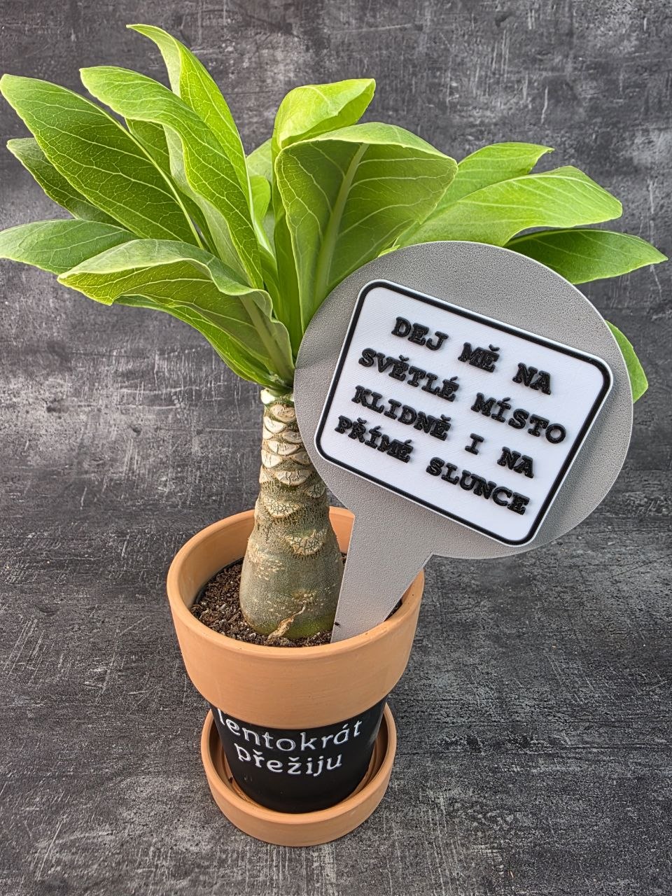 Brighamia insignis 12 cm